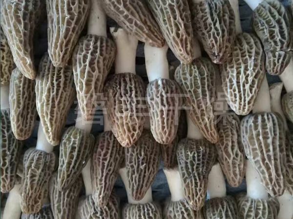 羊肚菌凍干機(jī)